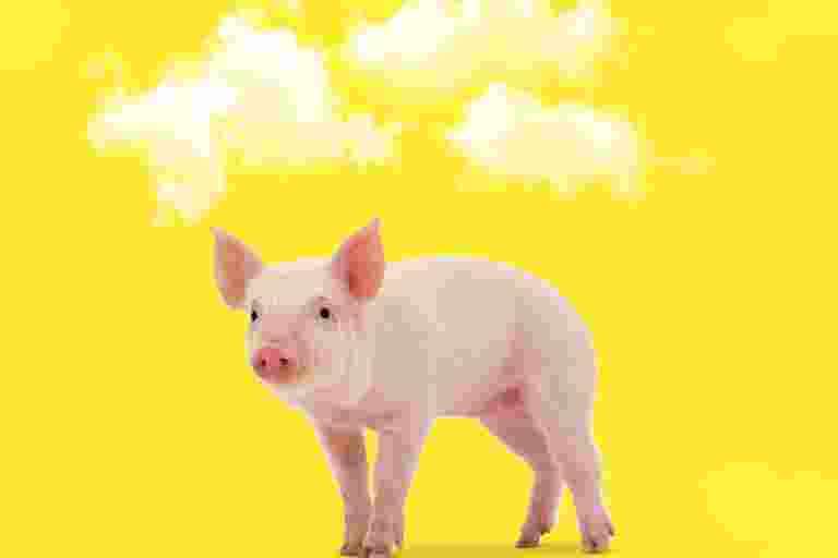 It is physically impossible for pigs to look up into the sky.